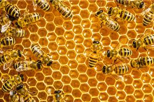 American Aires to Study EMF Impacts on Honey Bees