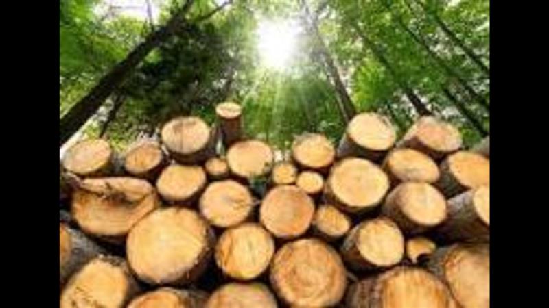 Investing in Canada's lumber market