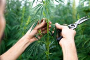 Industrial Hemp: The Huge Investment Opportunity That May Be New To You