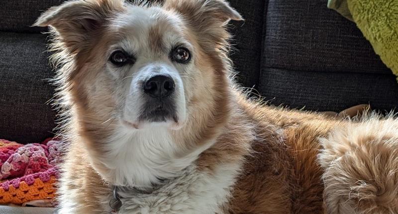 Investors corner: Solving chronic pain in dogs  A significant market opportunity