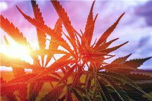 Isracann Updates Investors on Israeli Cannabis Operations